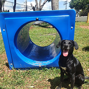 Equipamentos para Treino de Cães